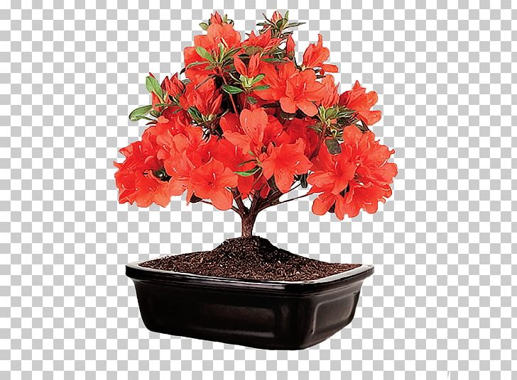 Azalea Rhododendron Flower Shrub Bonsai PNG, Clipart, Azalea, Bonsai, Cut Flowers, Flower, Flowering Plant Free PNG Download
