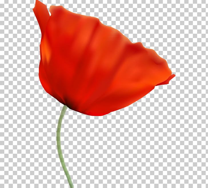 Garden Roses Petal Leaf Plant Stem PNG, Clipart, Cicek, Cicek Resimleri, Closeup, Coquelicot, En Guzel Guller Free PNG Download