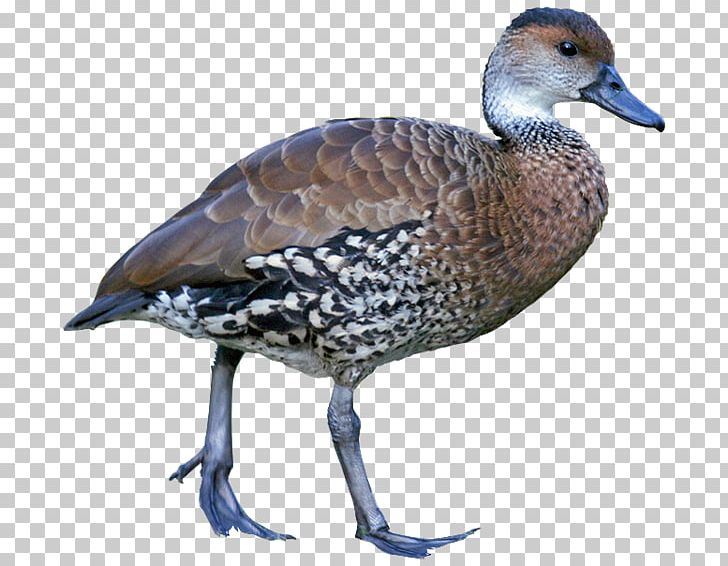 Goose West Indian Whistling Duck Whistling Ducks Fulvous Whistling Duck PNG, Clipart, Animals, Beak, Bird, Description, Duck Free PNG Download