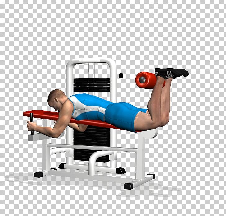 Leg Curl Weight Training Biceps Femoris Muscle Squat Bodybuilding PNG, Clipart,  Free PNG Download