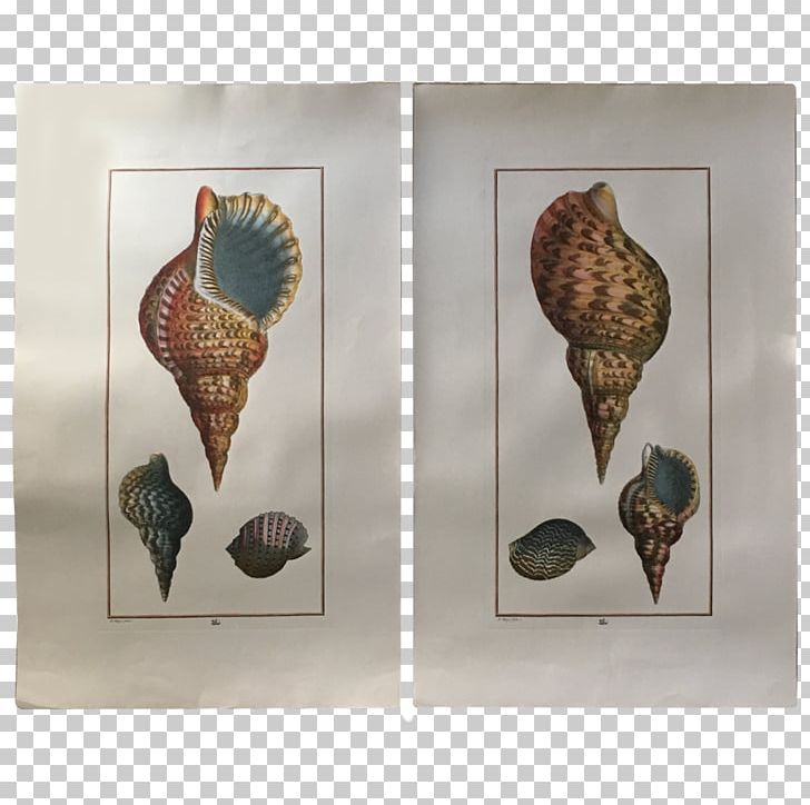 Seashell Conchology PNG, Clipart, Conchology, Seashell Free PNG Download