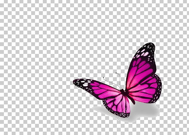 Butterfly Stock Photography PNG, Clipart, Birthday, Brush Footed Butterfly, Butterflies And Moths, Butterfly, Drawing Free PNG Download