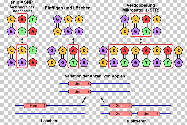 Minisatellite Microsatellite Polymorphism Satellite DNA PNG, Clipart, Area, Brand, Cartoon, Cell, Chromosome Free PNG Download