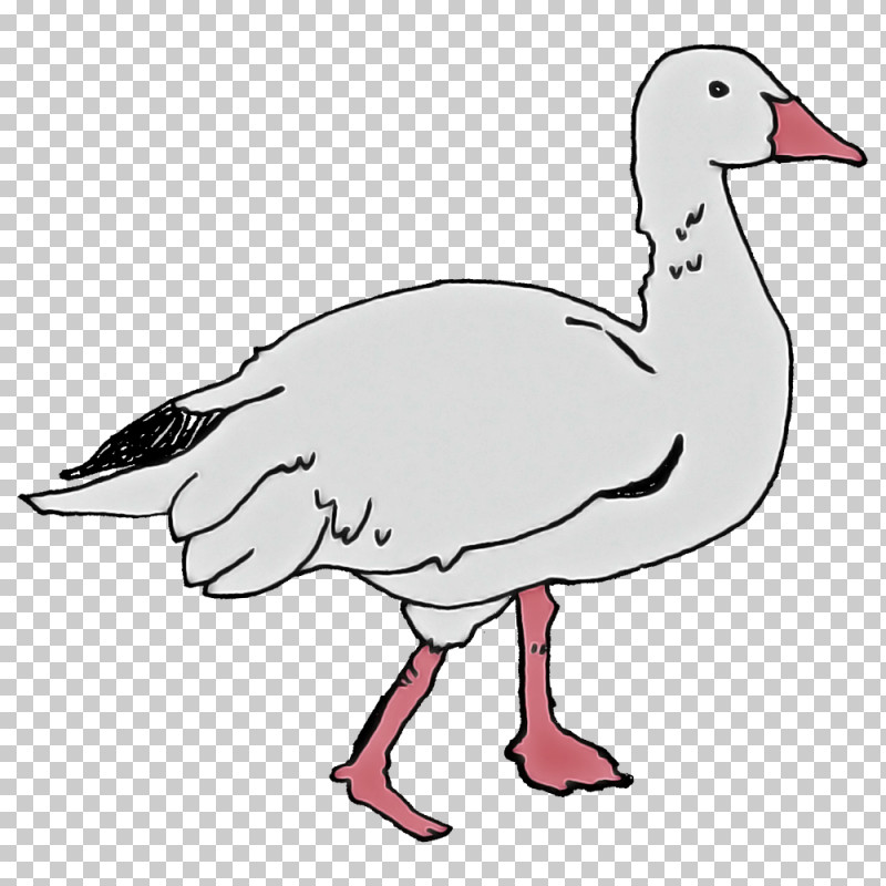 Domestic Duck Birds Goose Duck Toulouse Goose PNG, Clipart, Beak, Birds, Cygnini, Domestic Duck, Domestic Goose Free PNG Download