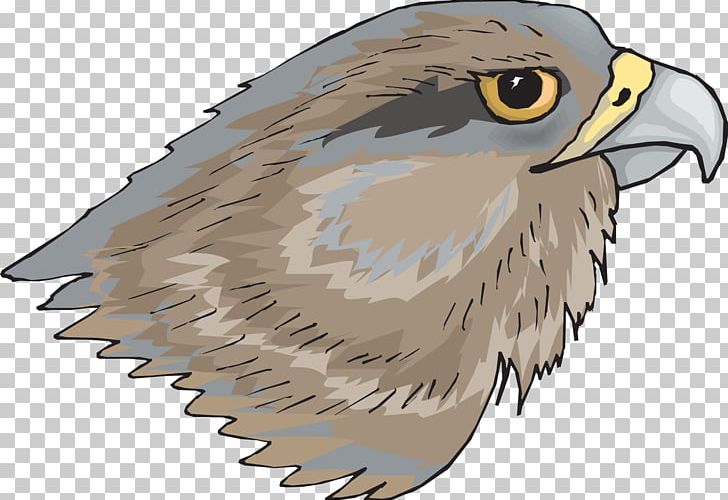 Bird Brown Hawk-owl PNG, Clipart, Accipitridae, Accipitriformes, Animals, Bald Eagle, Beak Free PNG Download