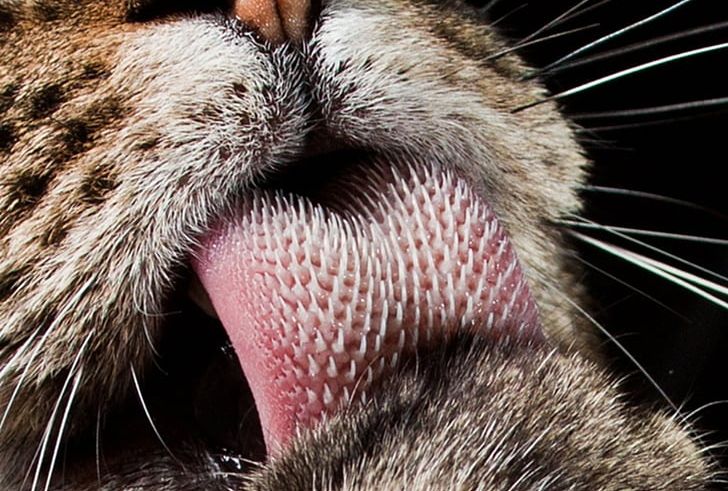 Cat Felidae Kitten Cheetah Tongue PNG, Clipart, Cat, Cat Like Mammal, Cat Tongue, Cheetah, Claw Free PNG Download