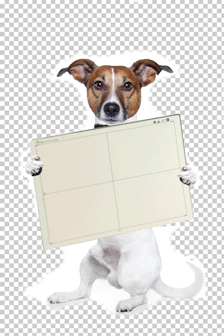 Jack Russell Terrier Airedale Terrier Puppy Stock Photography PNG, Clipart, Airedale Terrier, Animals, Banner, Companion Dog, Dog Free PNG Download