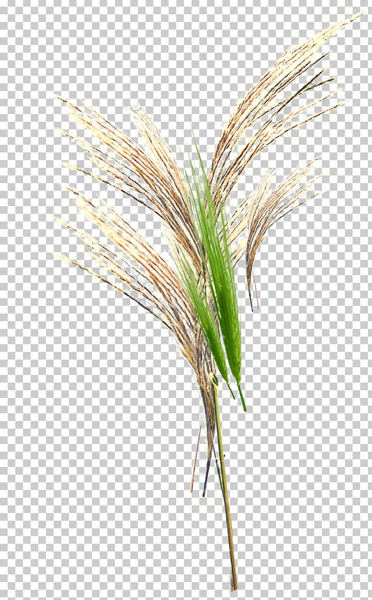Grasses Google S Broom-corn PNG, Clipart, Background Green, Broomcorn, Cannabis, Commodity, Down Free PNG Download