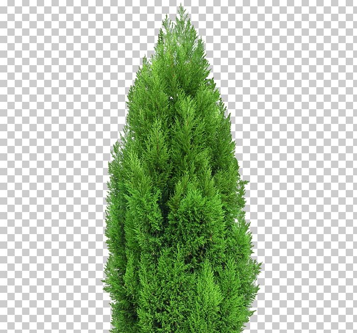 Mediterranean Cypress Tree Landscape Architecture PNG, Clipart, Bald Cypress, Biome, Conifer, Cupressus, Cypress Family Free PNG Download