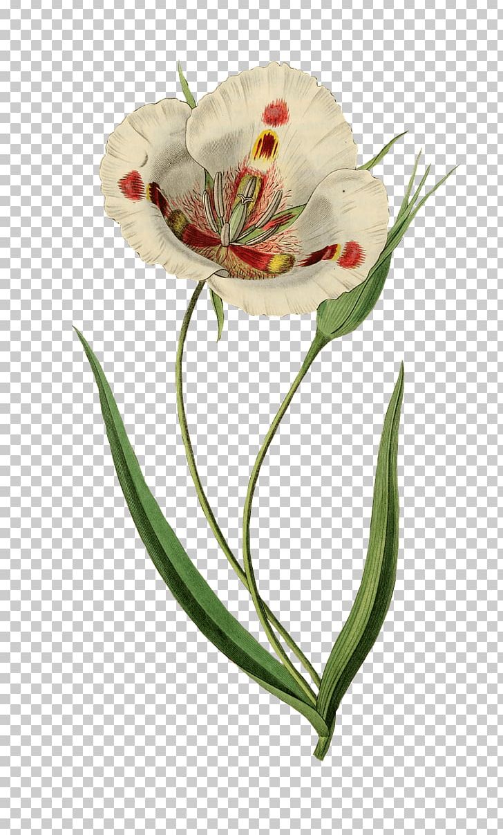 Watercolor Painting Art La Azucena Milagrosa Butterfly Mariposa Lily PNG, Clipart, Alstroemeriaceae, Art, Botanical Illustration, Botany, Calochortus Free PNG Download