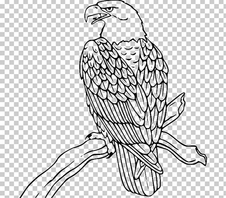 Bald Eagle Philippine Eagle PNG, Clipart, Bald Eagle, Beak, Bird, Bird Of Prey, Black And White Free PNG Download