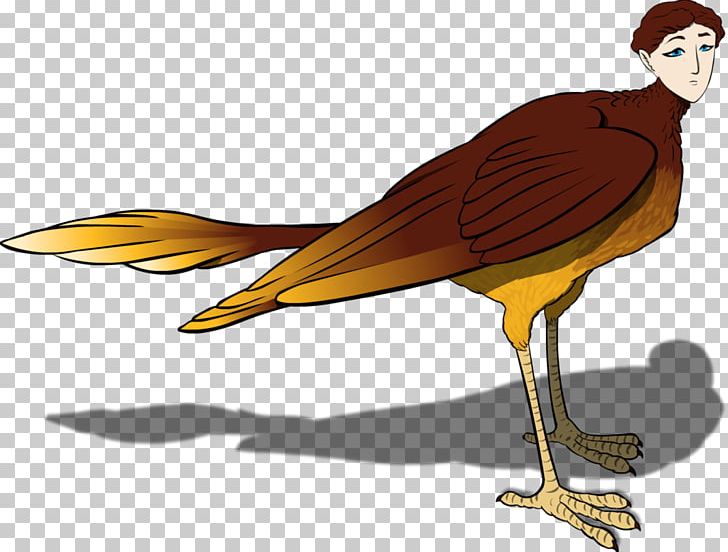 Bird Of Prey Beak Water Bird Illustration PNG, Clipart, Beak, Bird, Bird Of Prey, Cartoon, Chicken Free PNG Download