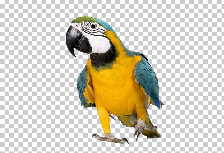Blue-and-yellow Macaw Parrot Reptile Magana Jari Ce: Yaro PNG, Clipart, Animal, Animals, Beak, Bird, Blueandyellow Macaw Free PNG Download