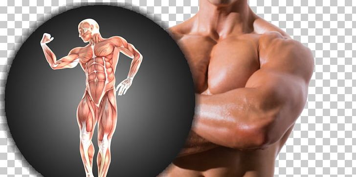 Deltoid Muscle Anatomy Asento PNG, Clipart, Abdomen, Anatomy, Arm, Asento, Bodybuilder Free PNG Download
