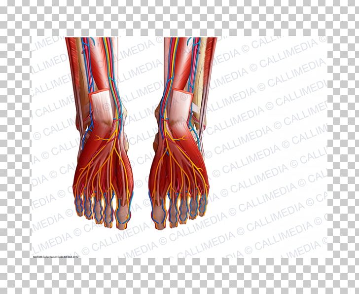 Finger Blood Vessel Foot Anatomy Muscle PNG, Clipart, Anatomy, Arm, Blood Vessel, Crus, Finger Free PNG Download