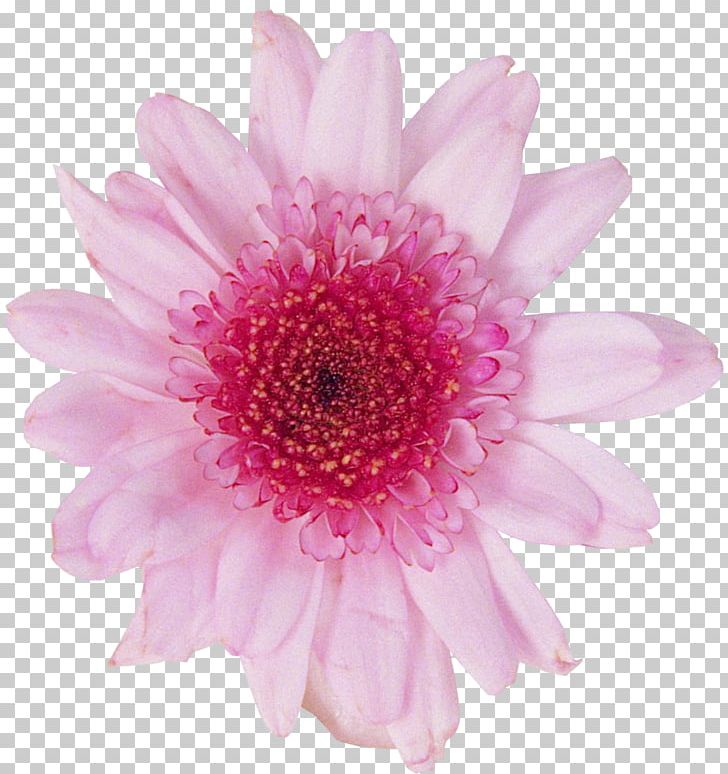 Transvaal Daisy Chrysanthemum Photography Cut Flowers PNG, Clipart, Annual Plant, Aster, Chrysanthemum, Chrysanths, Color Free PNG Download