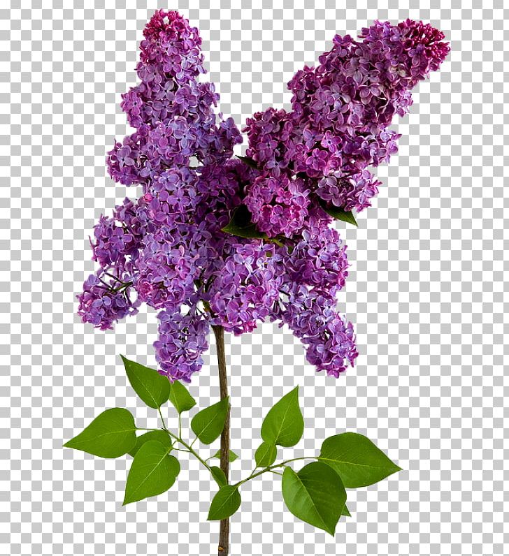 Lilac Wisteria Flower PNG, Clipart, Annual Plant, Color, Common Lilac, Cut Flowers, Drawing Free PNG Download