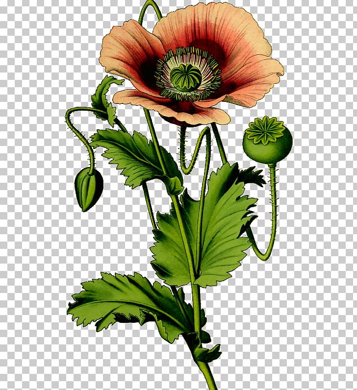Opium Poppy Common Poppy PNG, Clipart, Anemone, Annual Plant, California Poppy, Common Poppy, Cut Flowers Free PNG Download