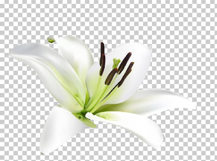 Tiger Lily Flower Lilium Cafe PNG, Clipart, Bulb, Cut Flowers, Fleurdelis, Flower, Flowering Plant Free PNG Download