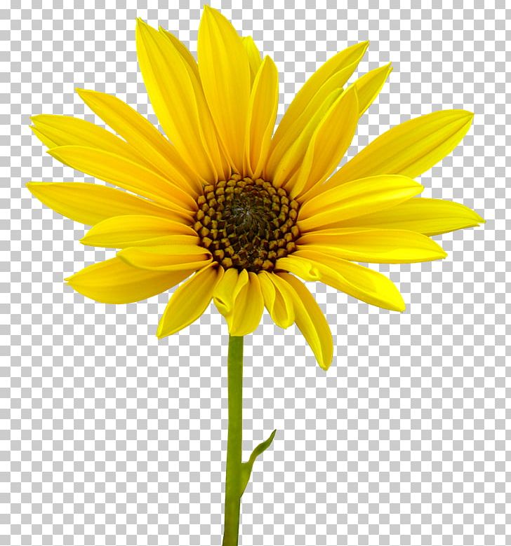 Flower Photography Illustration PNG, Clipart, Chil, Creative Background, Daisy Family, Fathers Day, Flower Free PNG Download