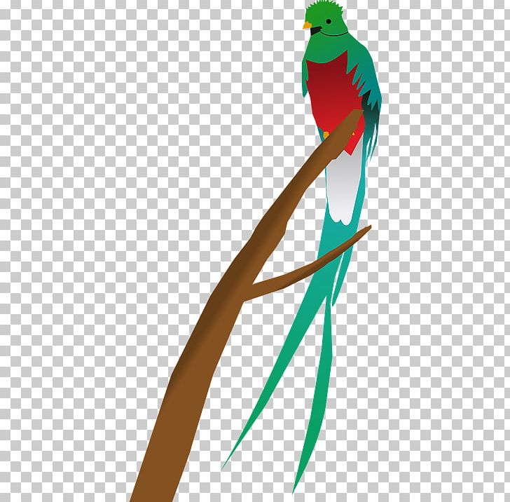 Guatemala Bird Quetzal PNG, Clipart, Animals, Art, Beak, Branch, Drawing Free PNG Download
