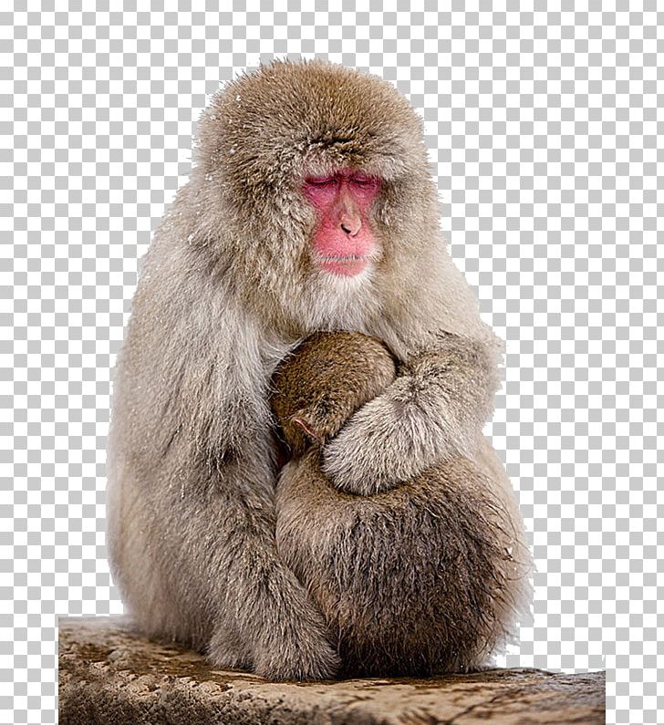 Macaque Monkey PNG, Clipart, Adult Child, Child, Desktop Environment, Encapsulated Postscript, Euclidean Vector Free PNG Download