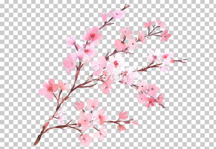 Cherry Blossom Flower Branch Watercolor Painting PNG, Clipart, Blossom, Branch, Cherry, Cherry Blossom, Floral Design Free PNG Download