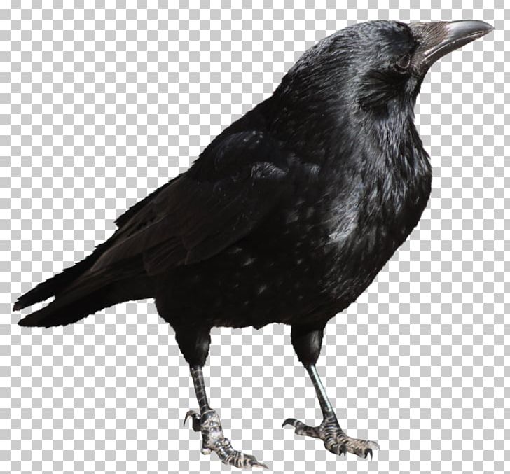 Crow Desktop PNG, Clipart, American Crow, Beak, Bird, Black And White, Common Raven Free PNG Download