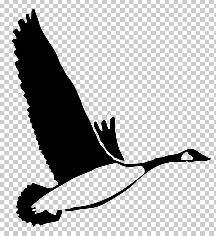 Duck Goose Feather Silhouette PNG, Clipart, Animals, Beak, Bird, Black And White, Brazil National Football Team Free PNG Download