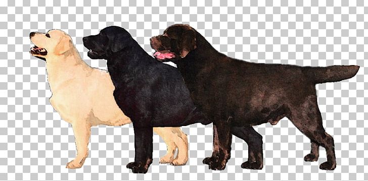 Flat-Coated Retriever Labrador Retriever Newfoundland Dog Dog Breed Cane Corso PNG, Clipart, Black, Breed, Carnivoran, Carolina Dog, Coat Free PNG Download