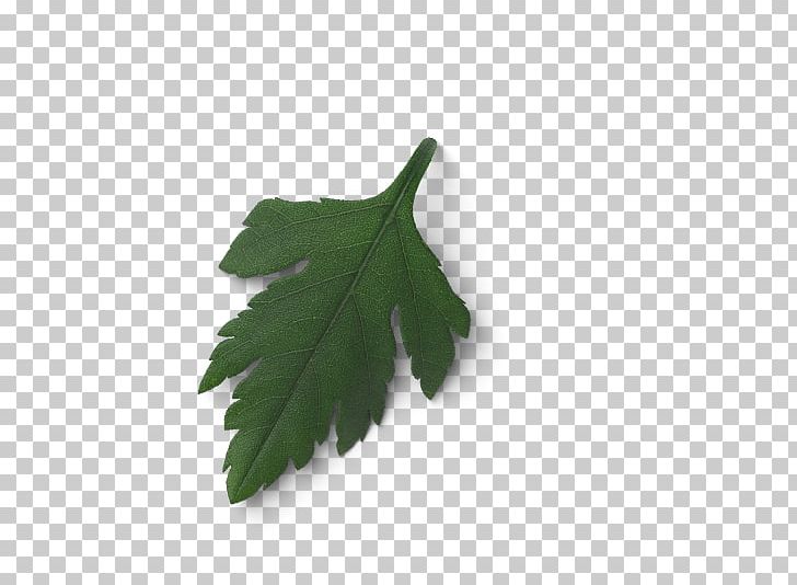 Leaf Tree PNG, Clipart, Leaf, Plant, Tree Free PNG Download