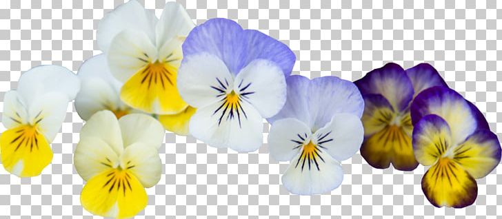 Pansy Violet Garden Internet PNG, Clipart, Barefoot Blooms, Chemical Element, Flower, Flowering Plant, Garden Free PNG Download