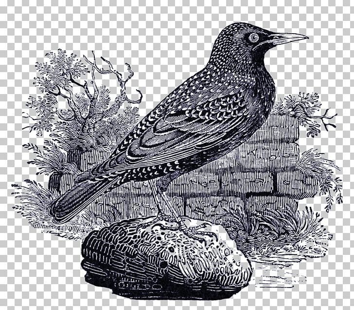 A History Of British Birds American Sparrows History Of British Birds: Volume 1 PNG, Clipart, A History Of British Birds, American Sparrows, Common Starling, Description, History Of British Birds Free PNG Download