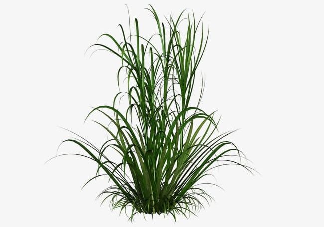 Green Grass PNG, Clipart, Grass, Grass Clipart, Green, Green Clipart, Underbrush Free PNG Download