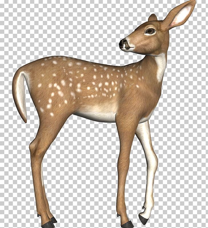 White-tailed Deer Antler Musk Deer Elk PNG, Clipart, Animals, Antelope, Antler, Deer, Elk Free PNG Download
