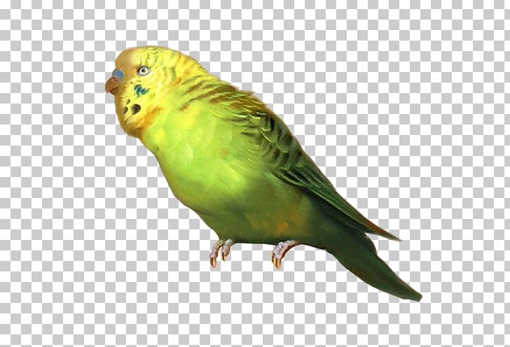 Budgerigar Lovebird Cockatiel Parrot PNG, Clipart, Animal, Animals, Beak, Bird, Budgerigar Free PNG Download