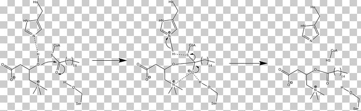 Carnitine Palmitoyltransferase II Carnitine-acylcarnitine Translocase Acyltransferase PNG, Clipart, Acyl Group, Acyltransferase, Angle, Arm, Beta Oxidation Free PNG Download