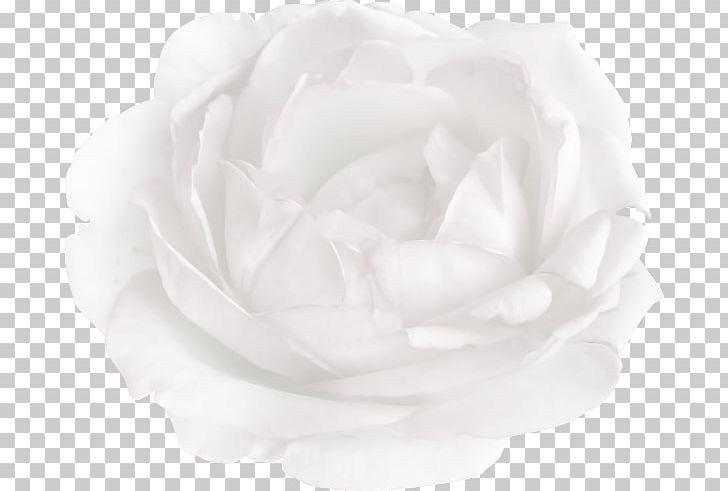 Centifolia Roses Garden Roses Black And White Cut Flowers PNG, Clipart, Advertising, Beyaz, Beyaz Gul, Black, Black And White Free PNG Download