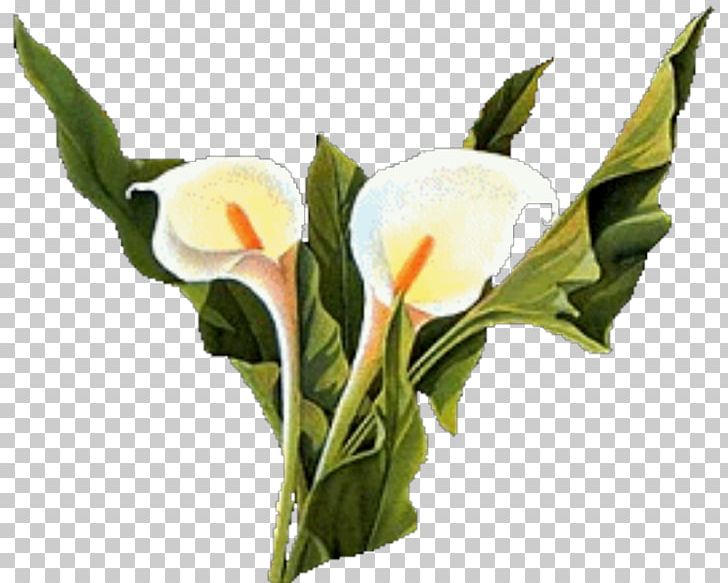 Cut Flowers PaintShop Pro PNG, Clipart, Alismatales, Arum, Arum Family, Bud, Calas Free PNG Download