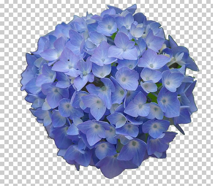 French Hydrangea Flower Garden Blue Desktop PNG, Clipart, Blue, Blue Rose, Cornales, Cut Flowers, Desktop Wallpaper Free PNG Download