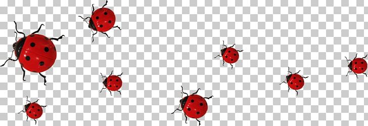 Insect Ladybird Coccinella Septempunctata PNG, Clipart, Bug, Coccinella Septempunctata, Cute Ladybug, Download, Encapsulated Postscript Free PNG Download