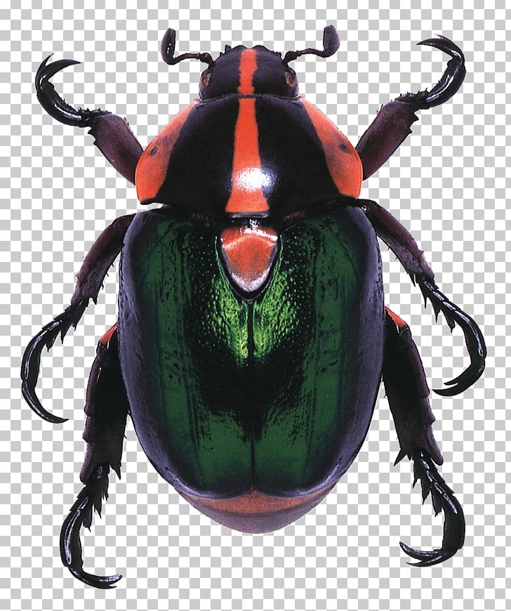 Living Jewels: The Natural Design Of Beetles Amazon.com The Blind Watchmaker Book PNG, Clipart, Amazoncom, Animals, Creative Ads, Creative Artwork, Creative Background Free PNG Download