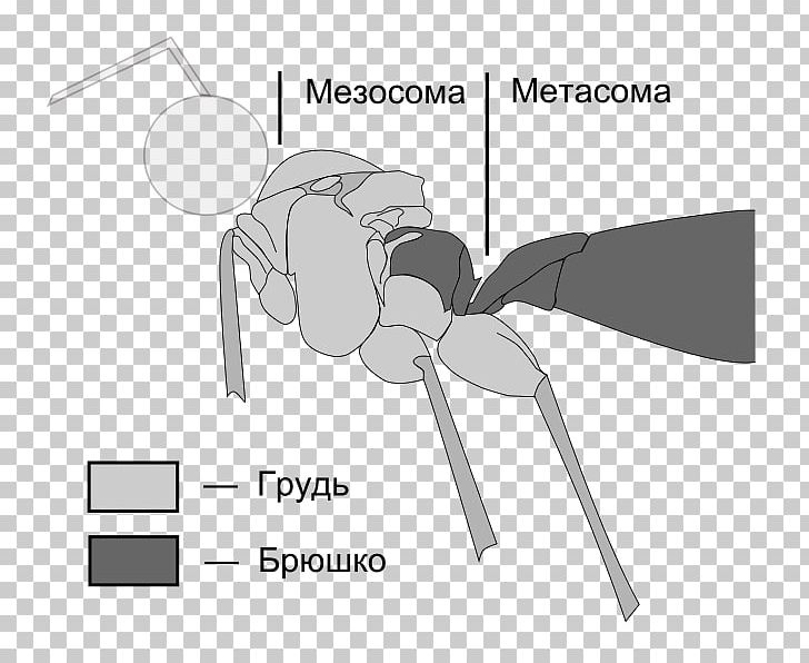 Metasoma Mesosome Mesosoma Apocrita Bee PNG, Clipart, Angle, Ant, Apocrita, Arthropod, Black And White Free PNG Download