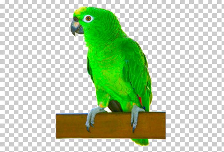 Parrot Turquoise-fronted Amazon White-fronted Amazon Yellow-crowned Amazon Cuban Amazon PNG, Clipart, Amazon Parrot, Animals, Bird, Common Pet Parakeet, Fauna Free PNG Download