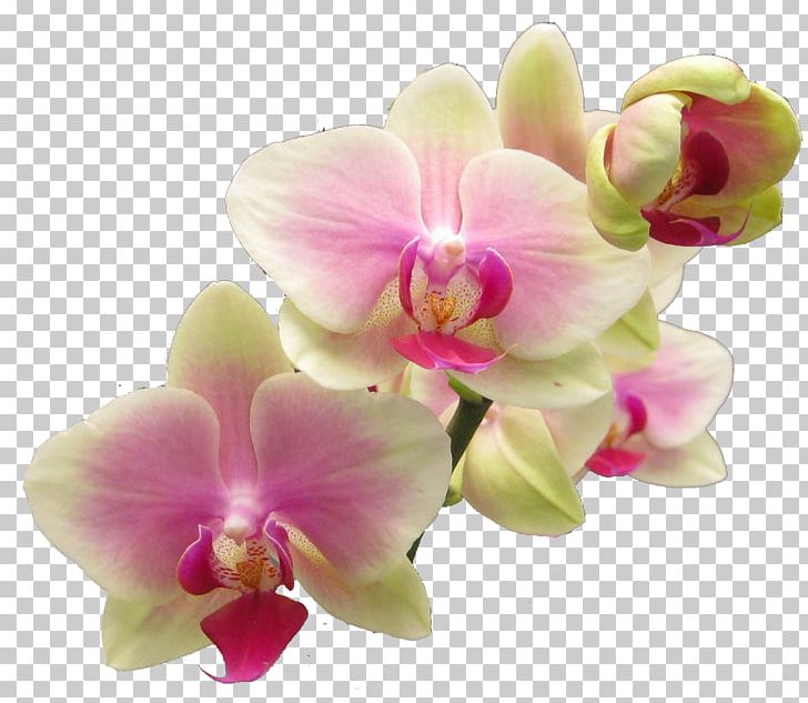 Success With Orchids Popular Orchids PNG, Clipart, Boat Orchid, Cattleya Orchids, Clip Art, Computer Icons, Cut Flowers Free PNG Download