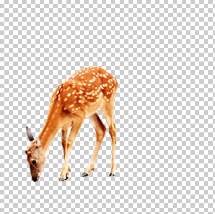 Deer Giraffe Computer File PNG, Clipart, Album, Animal, Animals, Animals, Antler Free PNG Download