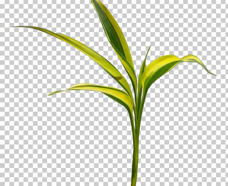 Leaf Maize ICO Icon PNG, Clipart, Autumn Leaves, Banana Leaves, Branch, Corn, Download Free PNG Download