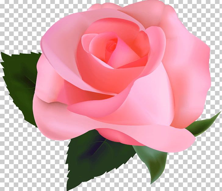 Rose Photography PNG, Clipart, Art, Bara, Bud, China Rose, Closeup Free PNG Download