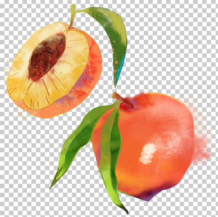 Saturn Peach Fruit Watercolor Painting PNG, Clipart, Apricot, Auglis, Blossom, Drawn, Food Free PNG Download