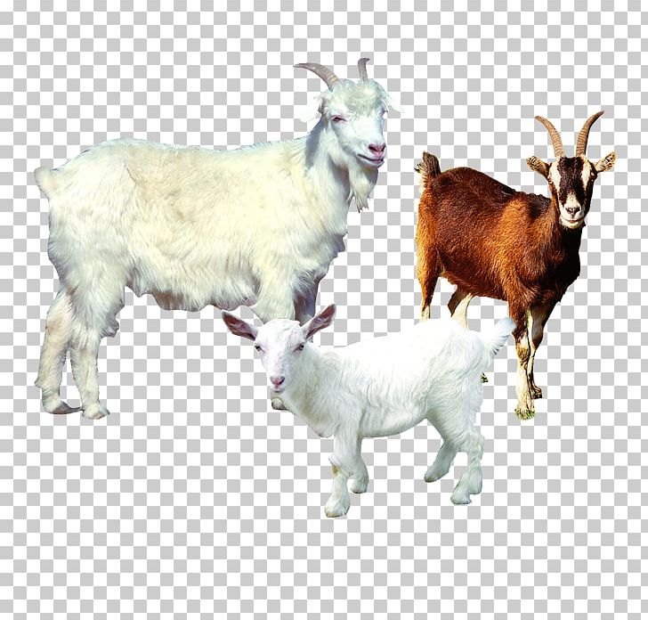 Sheepu2013goat Hybrid Sheepu2013goat Hybrid Sheep Farming Agriculture PNG, Clipart, Animals, Cartoon Goat, Cow Goat Family, Creative, Eid Goat Free PNG Download